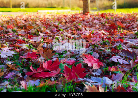 close up autumn leaves on grass Stock Photo