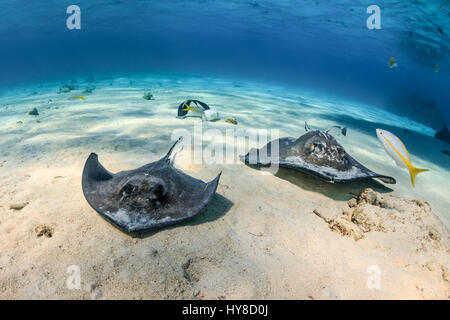 Southern Stingrays swim across a shallow sandy seabed Stock Photo