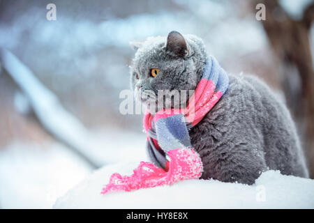 Fashion portrait of cat wearing knitting scarf in snowy winter Stock Photo