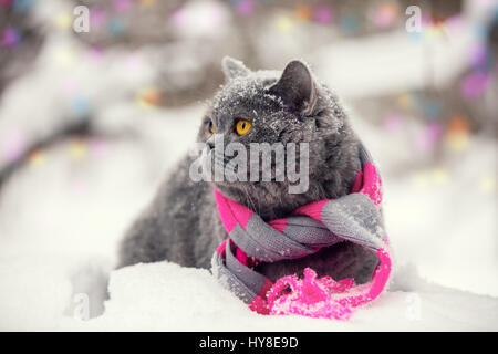 Fashion portrait of cat wearing knitting scarf in snowy winter Stock Photo