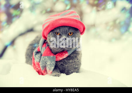 Fashion portrait of cat wearing knitting hat and scarf in snowy winter Stock Photo