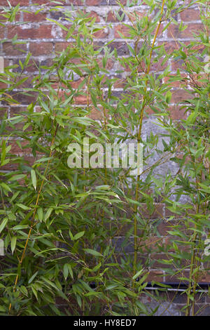 Yellow Stem Bamboo growing against a old brick wall Stock Photo