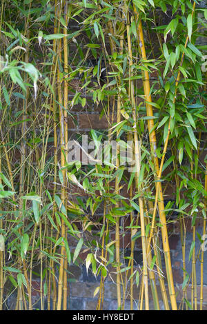 Yellow Stem Bamboo growing against a old brick wall Stock Photo