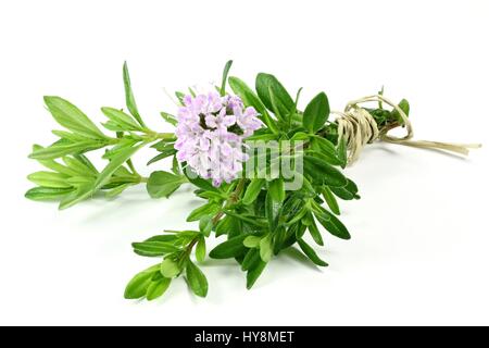 bunch of fresh thyme isolated on white background Stock Photo