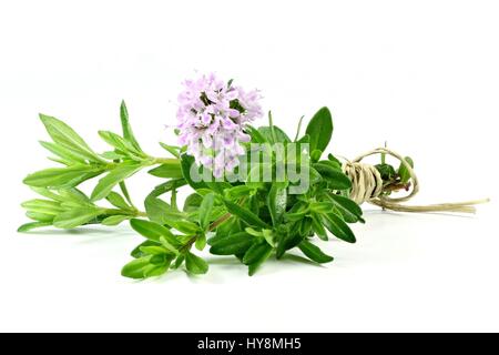 bunch of fresh thyme isolated on white background Stock Photo