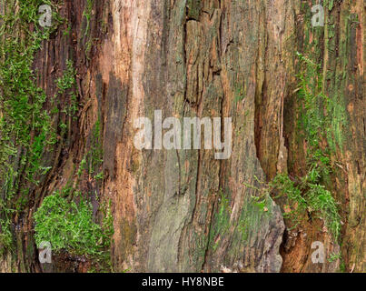 Moss and mold affect a wood panel Stock Photo