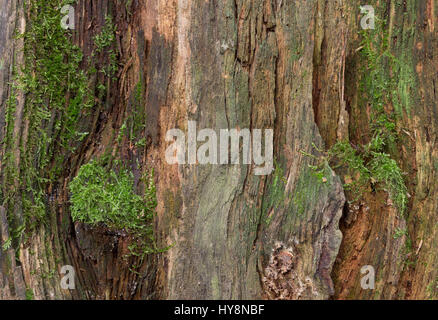 Moss and mold affect a wood panel Stock Photo