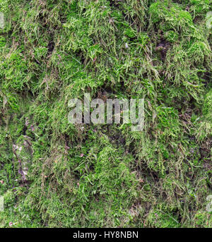 Moss and mold affect a wood panel Stock Photo