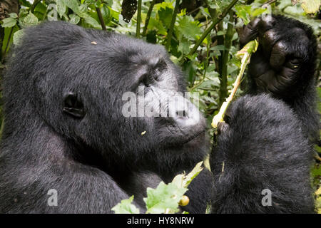 Portrait of silverback mountian gorilla eating in Bwindi Impenetrable Forest National Park, Uganda, Africa. Stock Photo