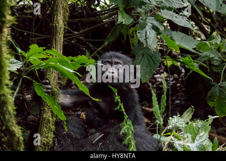 Portrait of baby mountain gorilla sitting on mother in  Bwindi Impenetrable Forest National Park, Uganda Stock Photo