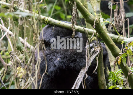 Baby mountain gorilla sitting in tree of  Bwindi Impenetrable Forest National Park, Uganda, Africa. Stock Photo
