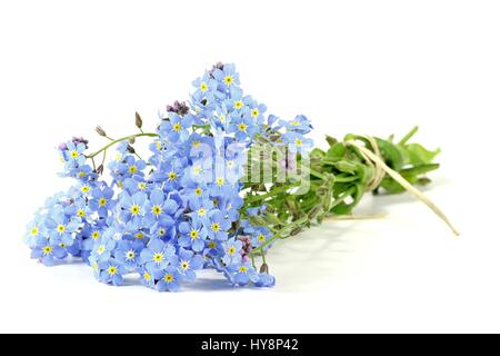 bunch of forget-me-not isolated on white background Stock Photo