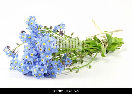 bunch of forget-me-not isolated on white background Stock Photo