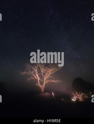 Lonely tree under starry sky at night. Dry oak tree illuminated by lantern at night. Beautiful night scene with Milky Way. Free space for text on star Stock Photo