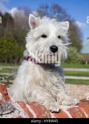 A West Highland Terrier on lookout against a brick wall Stock Photo