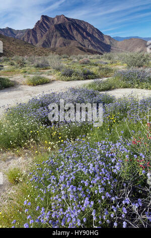 Common phacelia - Anza Borrego SP - California Stock Photo