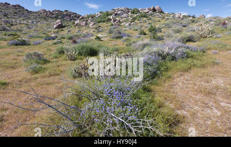 Common Phacelia, Phacelia distans, Anza Borrego SP - California Stock Photo