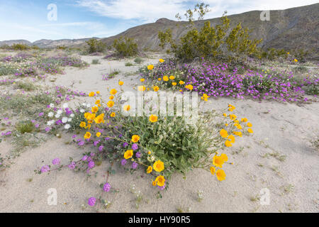 Desert Sunflower, Geraea canescens & Desert Sand Verbena, Abronia villosa- Anza Borrego SP - California Stock Photo