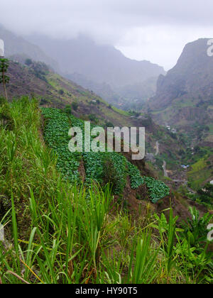 A terraced vegetable garden on the steep hillside in the Valley of Paul, Santo Antao, Republic of Cabo Verde, Africa. Stock Photo