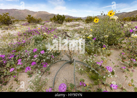 Desert Lily & Desert Sand Verbena, Anza-Borrego SP, CA Stock Photo