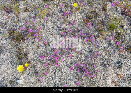 Desert Stars, Anza Borrego SP - California Stock Photo