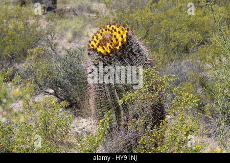Barrel cactus in bloom, Saguaro National Park, near Tucson AZ USA Stock Photo