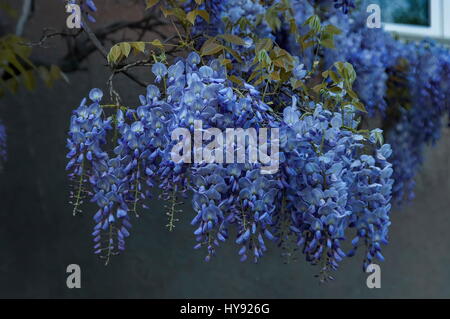 Branch with bunch purple bloom and leaf of wisteria tree at springtime in garden, Sofia, Bulgaria
