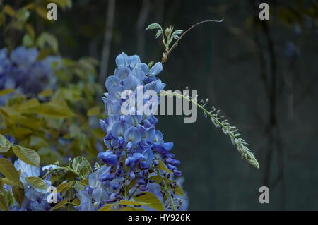 Branch with bunch purple bloom and leaf of wisteria tree at springtime in garden, Sofia, Bulgaria