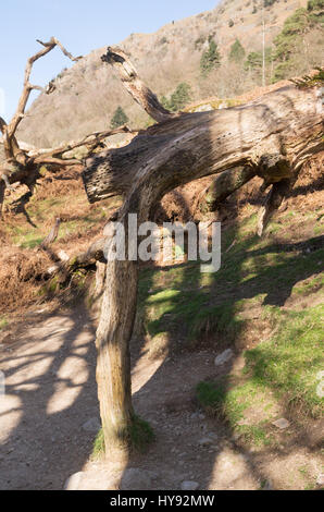 Money or wishing tree on Coffin Route from Rydal to Grasmere, Cumbria, England, UK Stock Photo