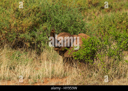 African Elephant (Loxodonta africana) elephant calf feeding in brush, Samburu National Reserve, Kenya