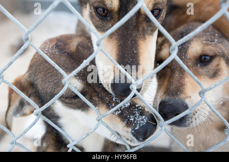 3 cute brown sled dogs with snowflakes on their faces looking out through a chain link fence on a winter day Stock Photo