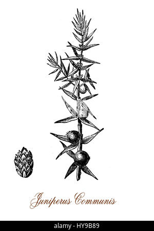 Vintage engraving of common juniper, coniferous evergreen ornamental tree with needle-like leaves, the fruits are berry like cones purple-black with bitter and strong flavor, used in the kitchen to enhances meats and to flavor beers and gin. Used in old traditional medicine Stock Photo