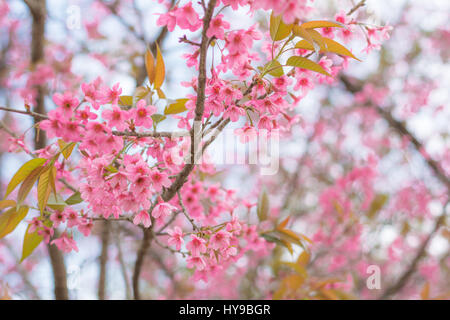 Colorful flower Wild Himalayan Cherry   in spring time for background Stock Photo