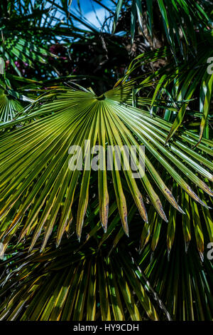 Trebah Gardens Sub-Tropical Palm Leaf Leaves Spiky Spikey Architectural Plant Tourism Attraction Pretty Picturesque Plants Cornish Cornwall Stock Photo