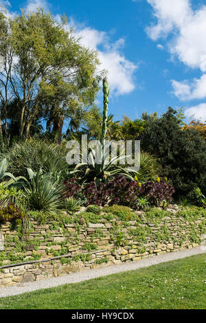 Trebah Gardens Sub-Tropical Aloe vera Plant Flowering Spectacular Tourism Attraction Pretty Picturesque Plants Cornish Cornwall Stock Photo