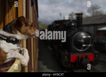 Jack Russell Terrier Rusty watches from the train window as Steam engine Earl waits for its next service at the Welshpool and Llanfair Light Railway Stock Photo