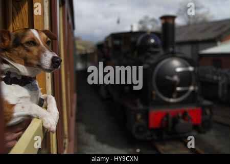 Jack Russell Terrier Rusty watches from the train window as Steam engine Earl waits for its next service at the Welshpool and Llanfair Light Railway Stock Photo