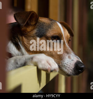 Jack Russell Terrier Rusty watches from the train window Stock Photo
