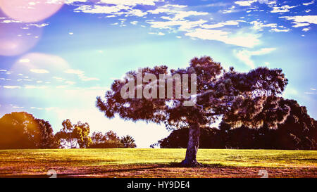 A tree stands on a hill at Mission Bay Park in San Diego, California.