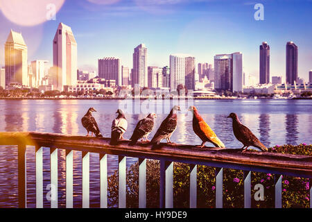 Pigeons sitting on a fence at Centennial Park in Coronado, CA. Stock Photo