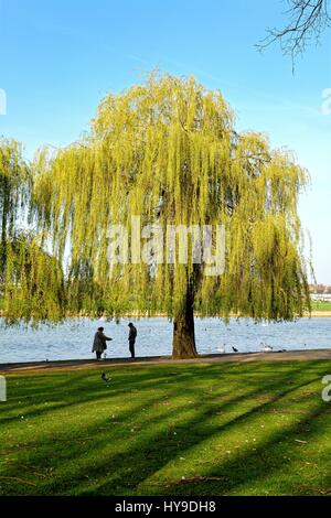 Willow tree on the riverside at Windsor Berkshire UK Stock Photo