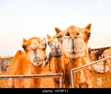 Detail of three funny camels looking into the camera Stock Photo