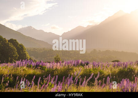 Landscape view of mountain range with lupine flowers at sunset, Fjordland, New Zealand Stock Photo