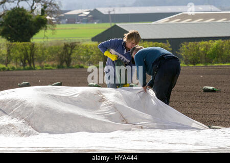 Burscough, Lancashire, UK. UK Weather. 3rd April, 2017. Sunny with light winds enable newly planted crops to be covered with agricultural fleece. After an international shortage of salad crops following bad weather in Spain local farmers are keen to get their plantings under way. Polypropylene fabric is used as a floating mulch to protect both late and early crops and delicate plants from, all but the most severe, cold weather and frost. Credit: MediaWorldImages/Alamy Live News Stock Photo