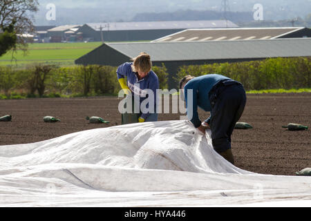 Burscough, Lancashire, UK. UK Weather. 3rd April, 2017. Sunny with light winds enable newly planted crops to be covered with agricultural fleece. After an international shortage of salad crops following bad weather in Spain local farmers are keen to get their plantings under way. Polypropylene fabric is used as a floating mulch to protect both late and early crops and delicate plants from, all but the most severe, cold weather and frost. Credit: MediaWorldImages/Alamy Live News Stock Photo