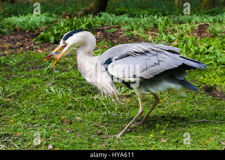 St James Park. London, UK. 3rd Apr, 2017. A heron catches a fish in St James Park. Credit: Dinendra Haria/Alamy Live News Stock Photo