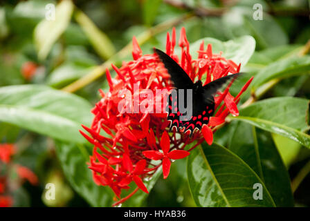 Butterfly Feeding On A Ixora Flower - West Indian Jasmine - Ixora Coccinea Stock Photo