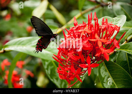 Butterfly Feeding On A Ixora Flower - West Indian Jasmine - Ixora Coccinea Stock Photo