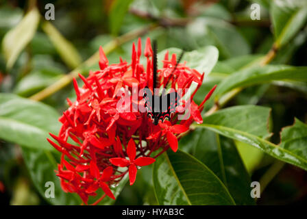 Butterfly Feeding On A Ixora Flower - West Indian Jasmine - Ixora Coccinea Stock Photo