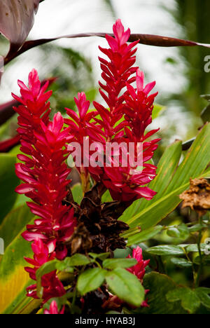 Butterfly Feeding On A Ixora Flower - West Indian Jasmine - Ixora Coccinea Stock Photo